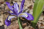 Dwarf crested iris